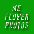 earth laughs in flower