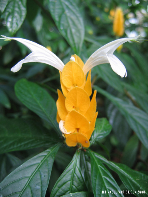 tim kelly flower photo