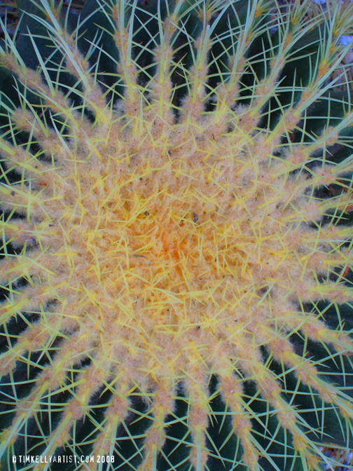 <cactus photo>