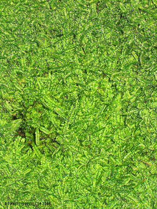 grass