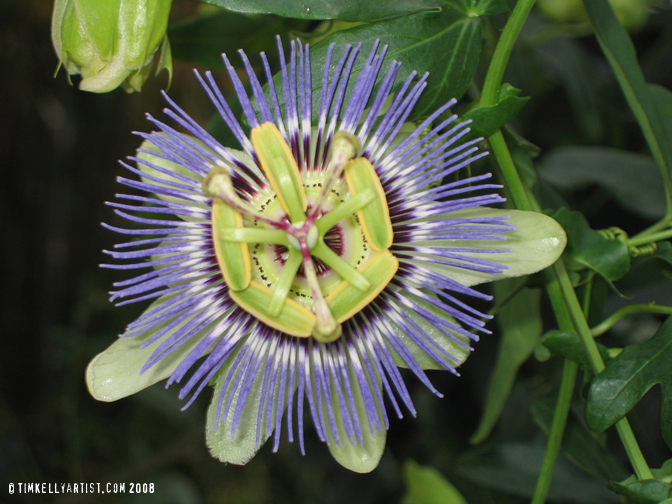 purple orchid botanical gardens tim kelly