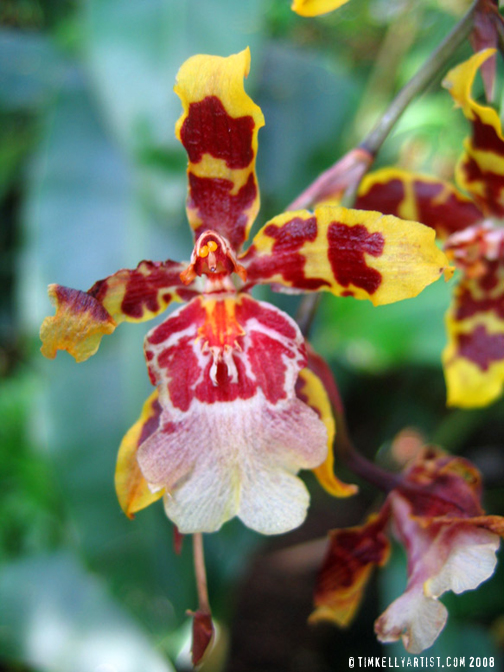 tigerorchid