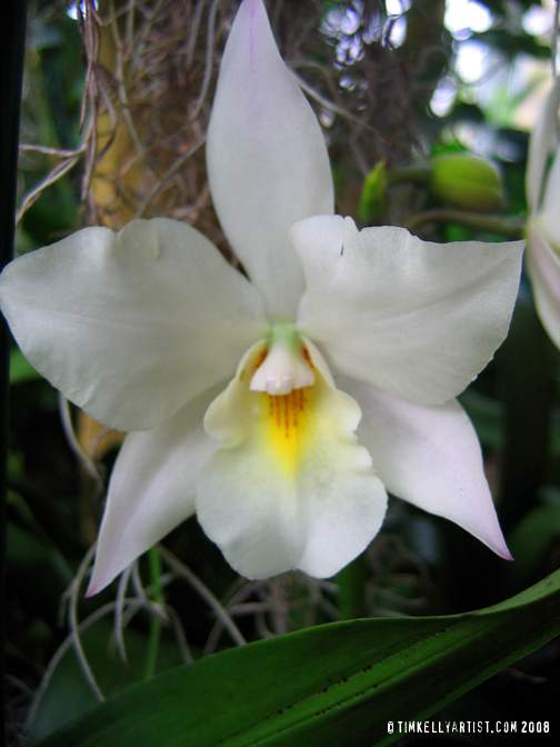 whiteorchid